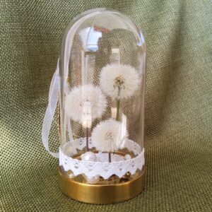 Pusteblumen unter Glasglocke
